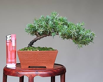 81+sDQh1aqL._AC_UF350,